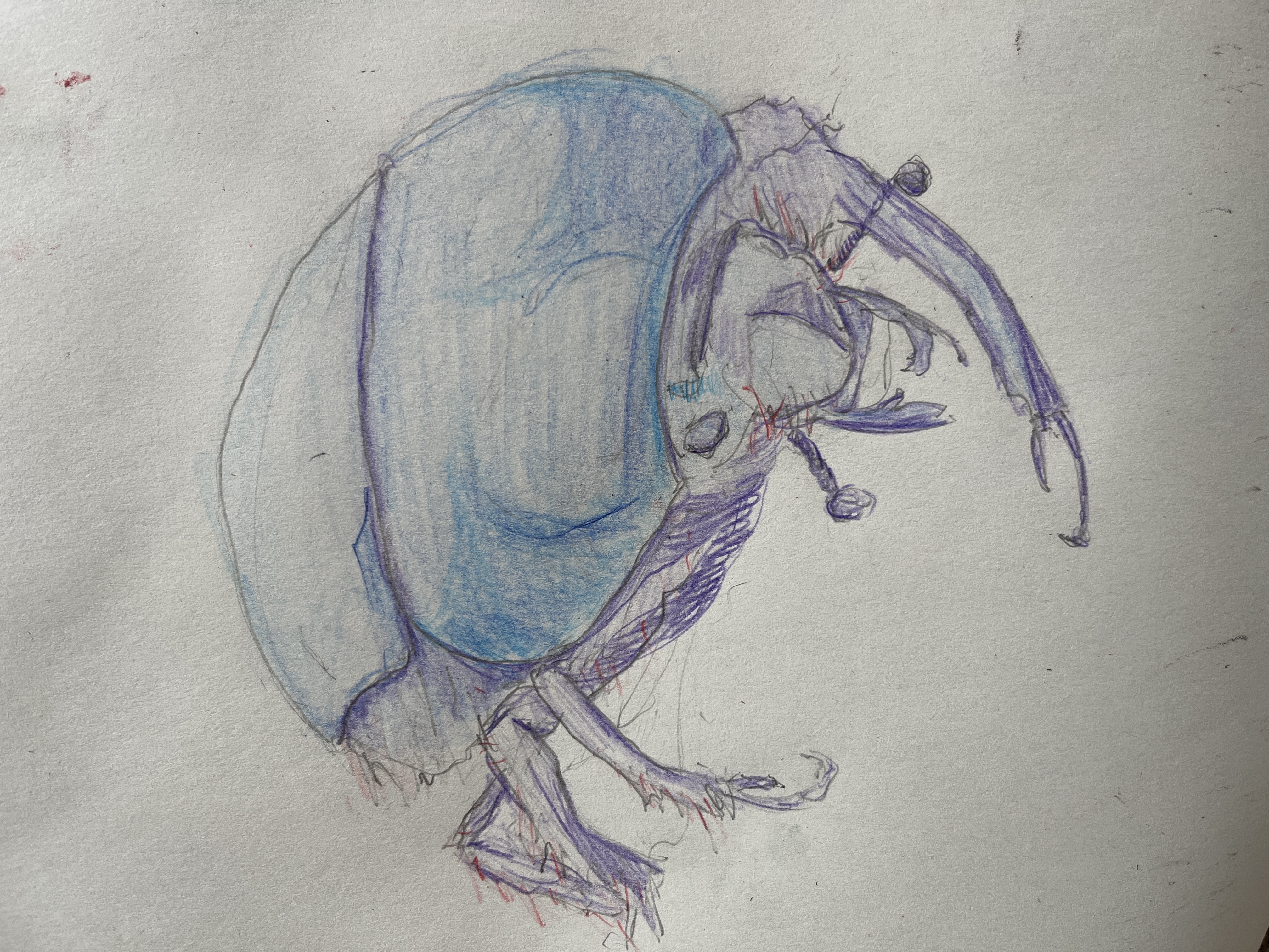 20260313T131717--beetle__colour_form_traditional.jpeg